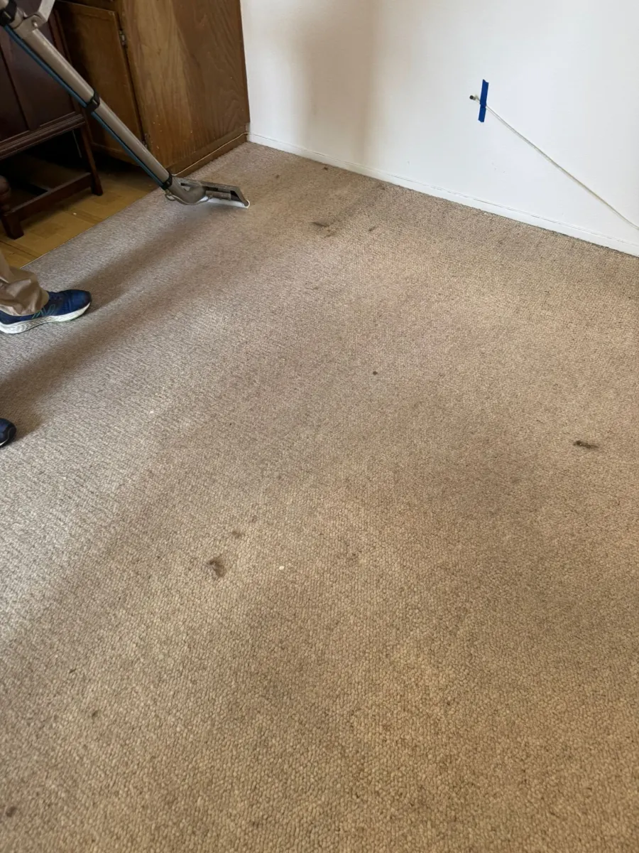 Extraction wand cleaning a soiled beige carpet