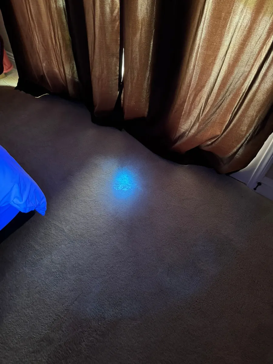 Blacklight check of carpet near a window for hidden pet spots Blacklight check of carpet near a window for hidden pet spots