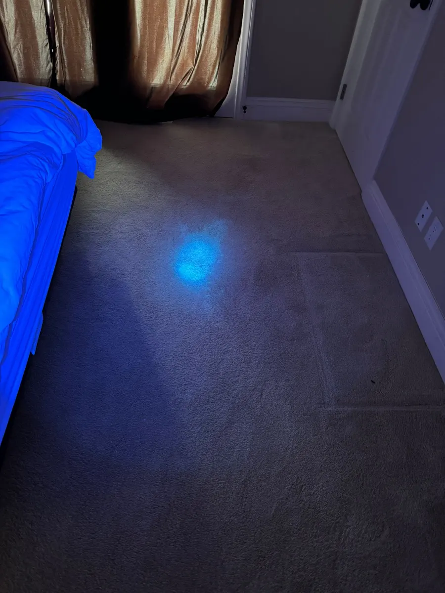 Blacklight inspection for pet urine before odor treatment Blacklight inspection for pet urine before odor treatment
