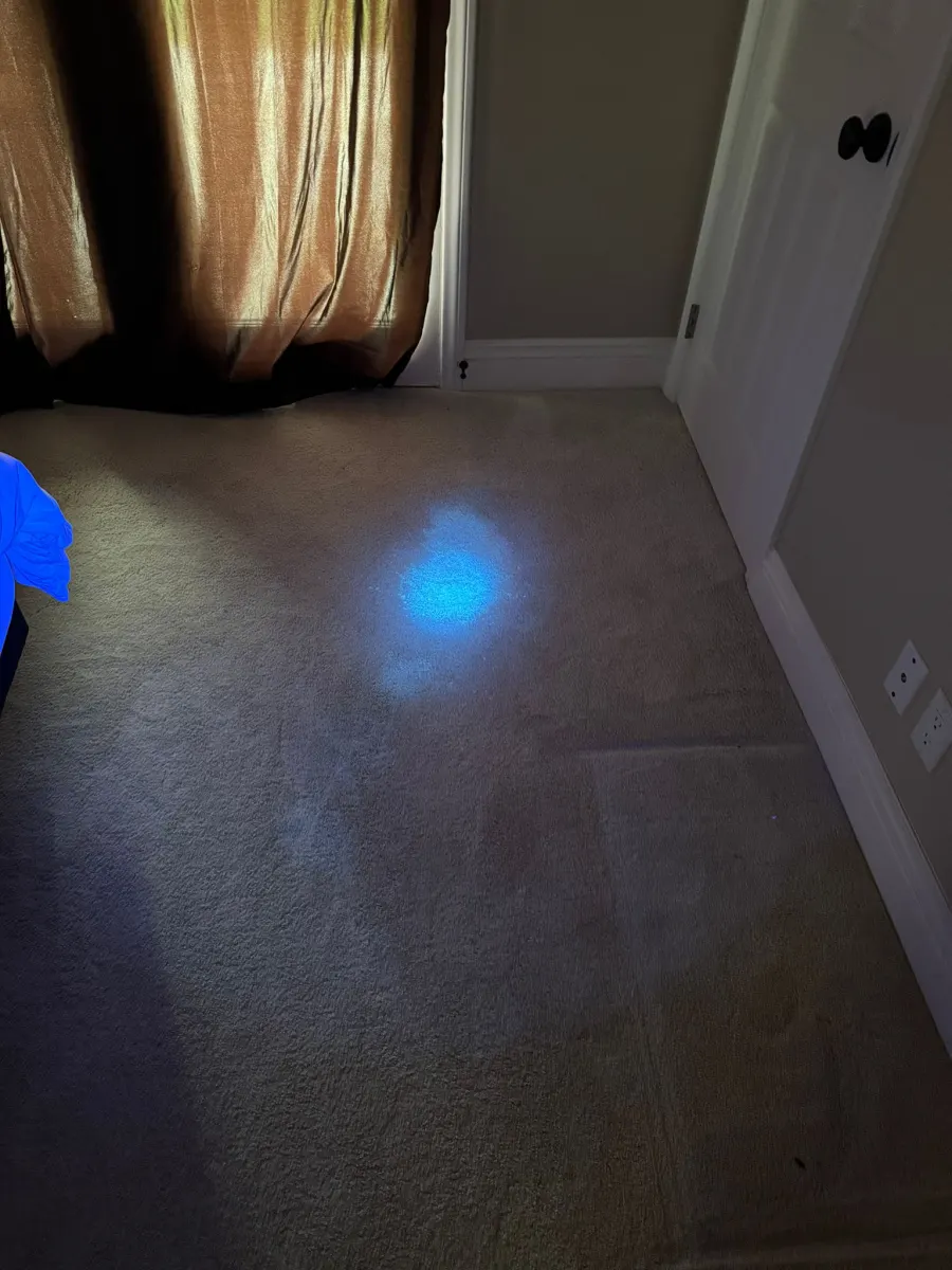 UV light revealing pet urine spots in bedroom carpet UV light revealing pet urine spots in bedroom carpet